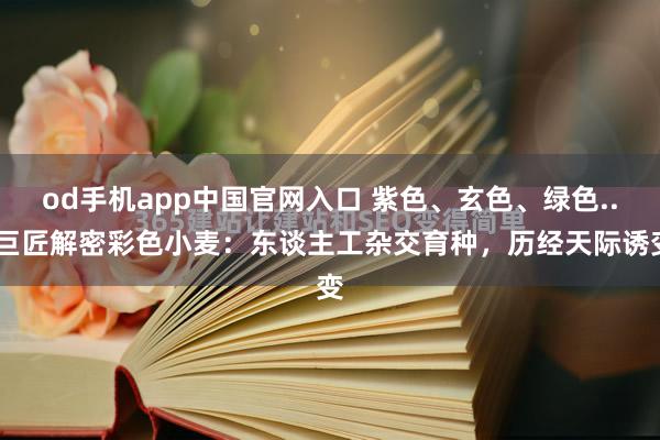 od手机app中国官网入口 紫色、玄色、绿色...巨匠解密彩色小麦：东谈主工杂交育种，历经天际诱变